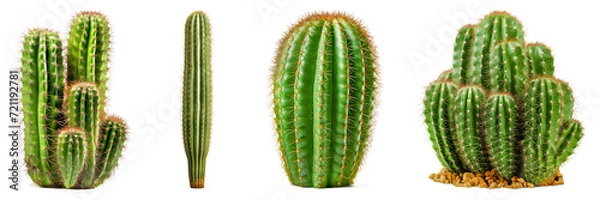 Fototapeta Set of different green cactus isolated on transparent background. Green cactus with spines grown at home. Concept of looking after cactus at home.