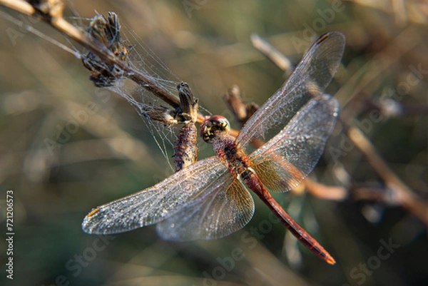 Fototapeta Dragonfly.Odonata