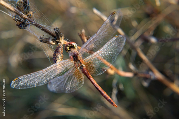 Obraz Dragonfly.Odonata