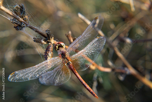 Obraz Dragonfly.Odonata