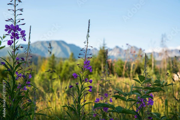Obraz Tatry