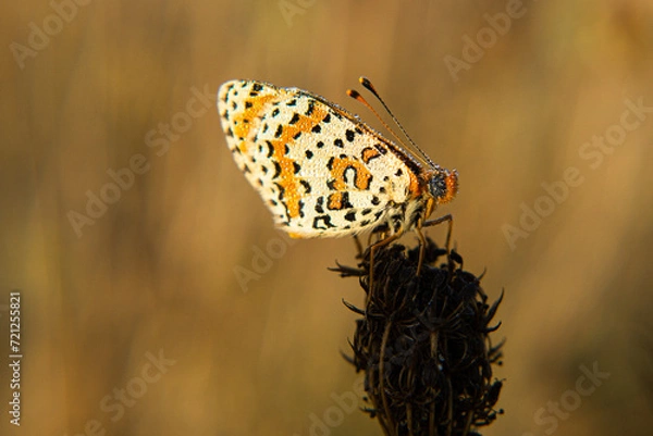 Fototapeta Lepidoptera.Butterfly