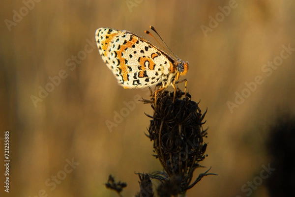 Obraz Lepidoptera.Butterfly