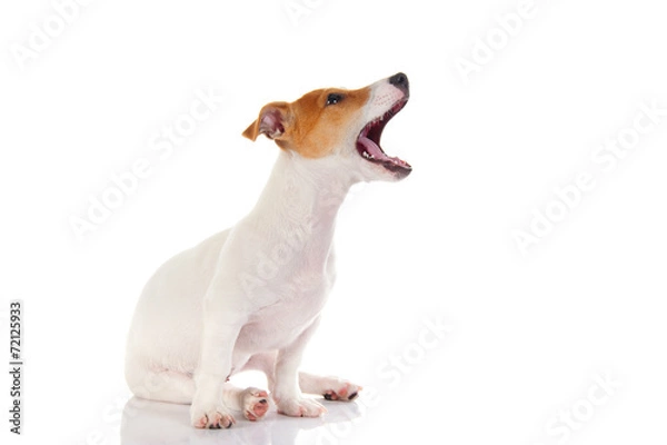 Obraz Jack russell terrier