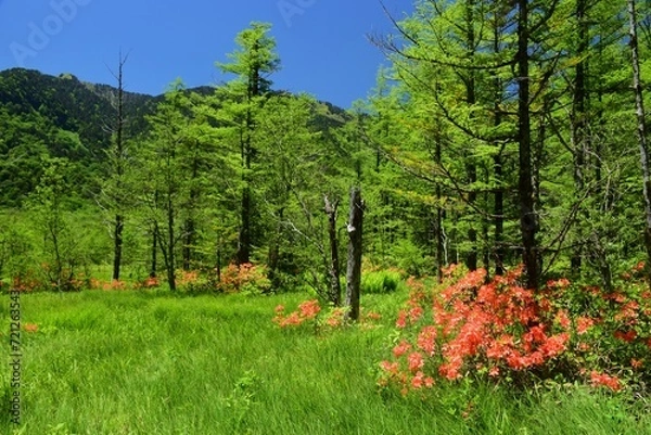 Fototapeta レンゲツツジ咲き誇る上高地