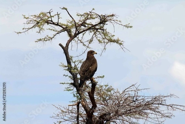 Obraz Twyne Eagle high up in a tree in Namibia
