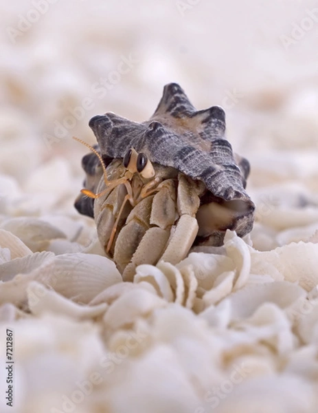Fototapeta Macro Hermit Crab