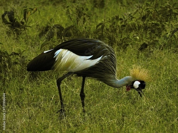 Fototapeta grey crowned crane