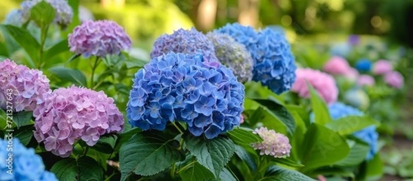 Obraz Vibrant Hydrangea Blooms Illuminate the Early Summer Landscape with Hydrange, Early, Summer Splendor