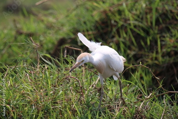 Obraz Western Cattle Egret in Namibia