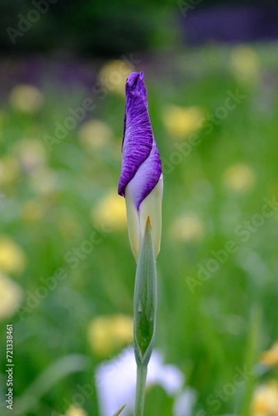 Obraz 花菖蒲のつぼみ