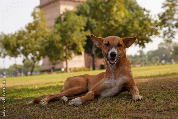 Obraz Dog opposite Gate of India