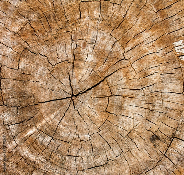 Obraz Wooden texture of a tree trunk,Background texture.
