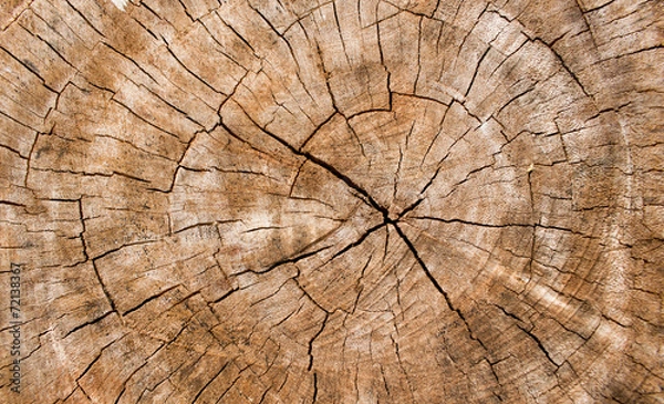 Fototapeta Wooden texture of a tree trunk,Background texture.