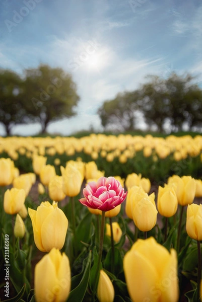 Obraz yellow and red tulips