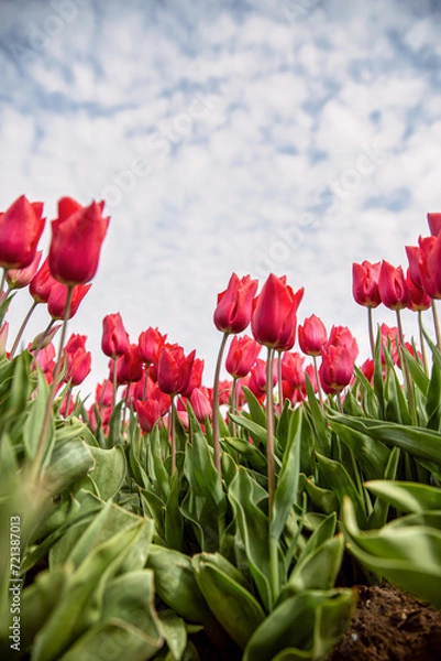 Obraz Red Tulips 