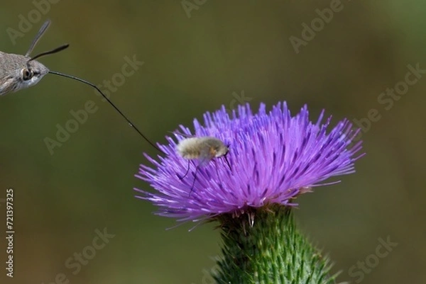 Obraz farfalla che succhia il nettare