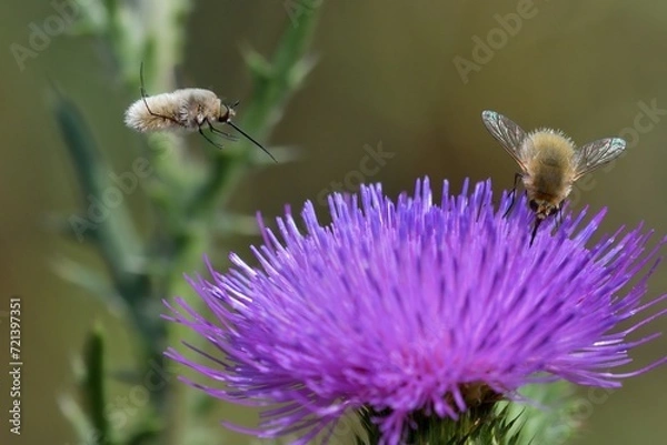Obraz Bombylius minor in volo