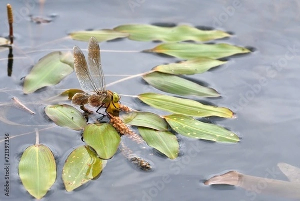 Obraz Libellula in deposizione uova