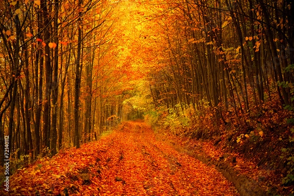 Obraz Road trough autumn forest