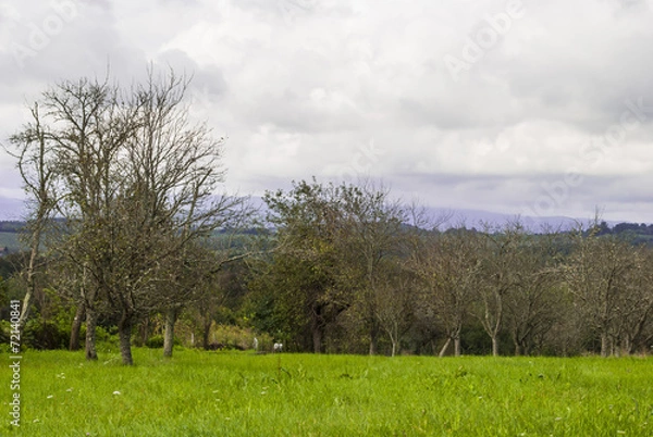 Fototapeta Trees during autumn