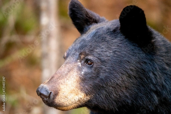 Obraz Black Bear Close Up