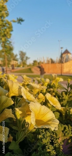 Obraz Summer mood, wonderful flowers