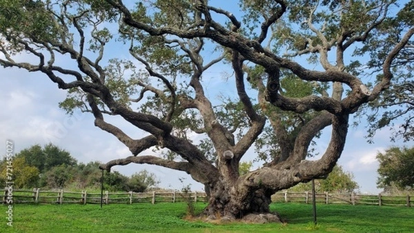 Obraz One of the big trees at the Goose Island State Park in Aransas County, Texas.