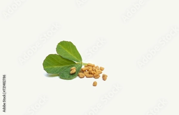 Obraz Fenugreek Leaves or Methi Seeds Isolated in Horizontal Orientation with Copy Space