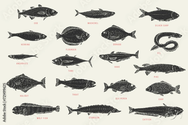 Fototapeta Set monochrome hand draw fish. Catfish, sturgeon, wolffish, carp, sea perch, trout, halibut, pike, hake, tuna, anchovy, eel, dorado, flounder, herring, silver carp, mackerel, cod. Vector illustration.