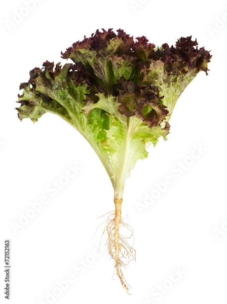 Obraz Lollo Rosso lettuce