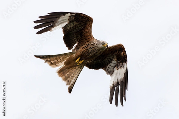 Fototapeta Red Kite
