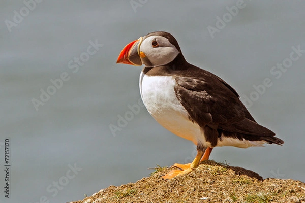 Obraz Puffin