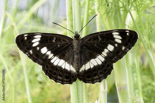 Fototapeta White Admiral
