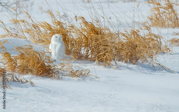 Obraz snowy owl seeking protection from snow storm