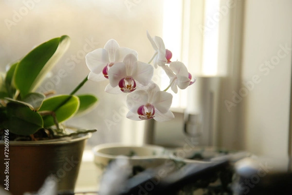 Obraz white orchid in a vase