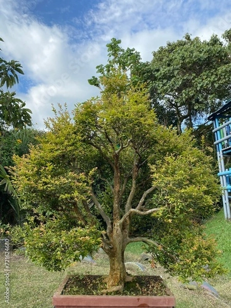 Fototapeta tree in the park