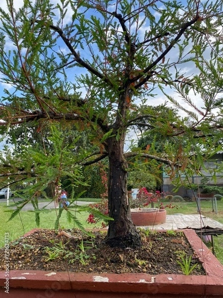 Obraz trees in the garden