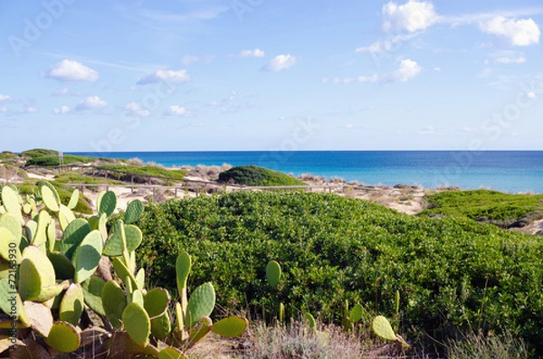 Obraz macchia mediterranea
