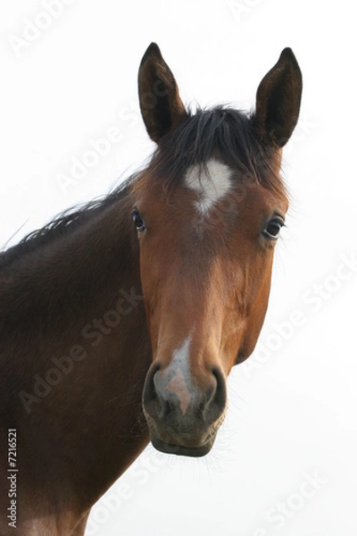 Fototapeta Konie - głowa