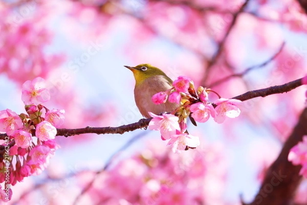 Fototapeta 満開の桜とメジロ