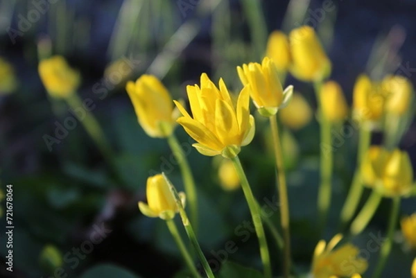 Obraz spring yellow flowers

