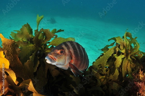 Fototapeta Detail of banded morwong Cheilodactylus spectabilis among fronds of brown kelp Ecklonia radiata. Location: Leigh New Zealand