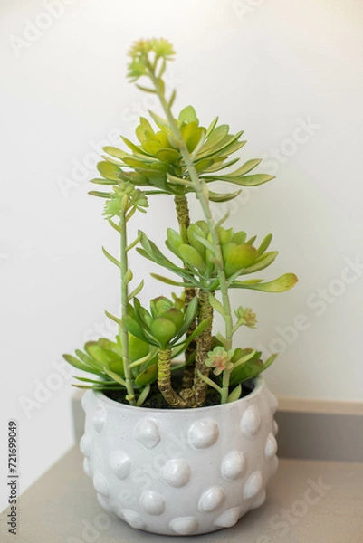 Obraz herbs in a pot