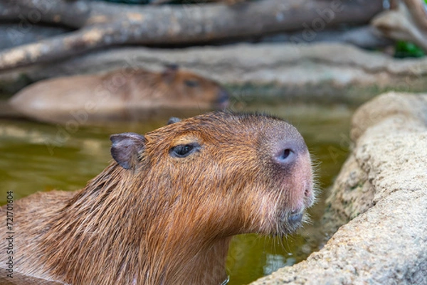 Fototapeta Capybara in natural park in sunny day