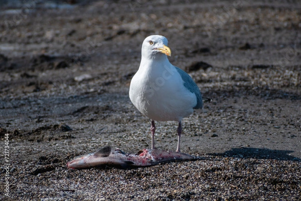 Obraz Herring Gull (Larus argentatus) Standing next to a Dead Fish on Beach