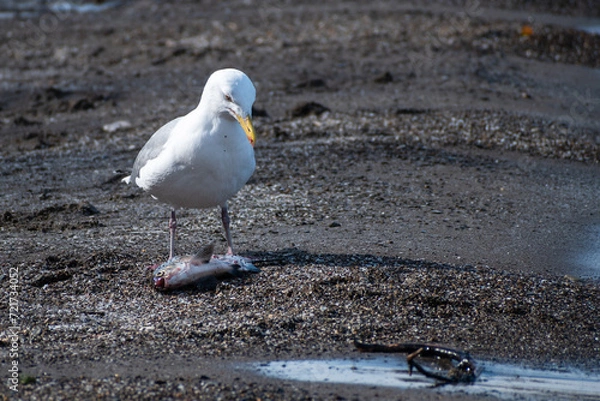Obraz Herring Gull (Larus argentatus) Standing Over a Dead Fish on Beach