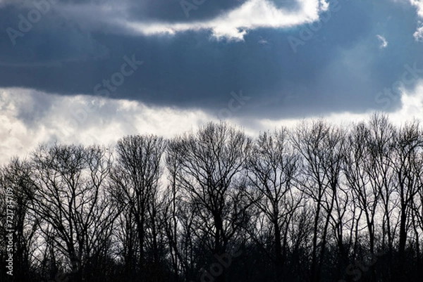 Obraz Sun Shining through Clouds onto Trees in Forest
