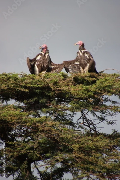 Obraz Kenya - vultures in tree 2 