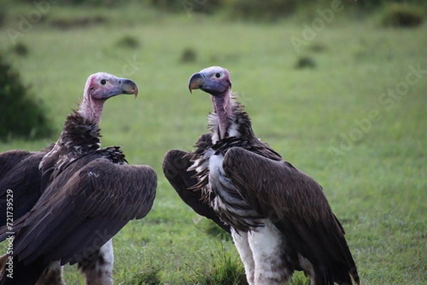 Obraz Kenya - vultures